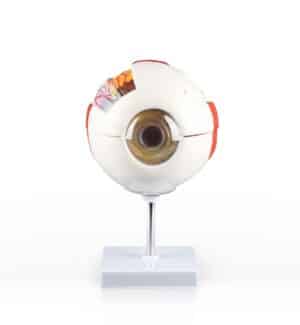 Walter Eye Model, 6 Parts