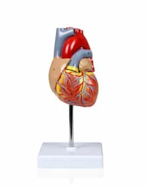 Walter Life-Size Heart Model