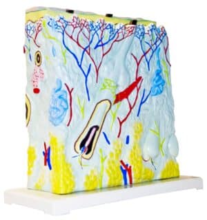 Section of Skin from a Human Scalp