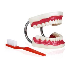Teeth Model With Brush