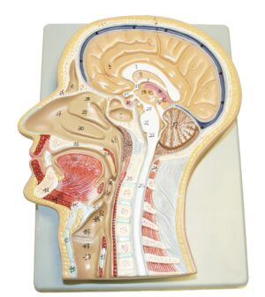 Walter Sagittal Section of the Head