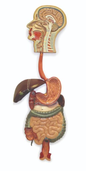 Walter Digestive System