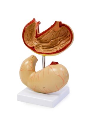 Walter Stomach Model