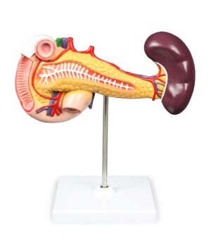 Walter Pancreas, Duodenum, & Spleen