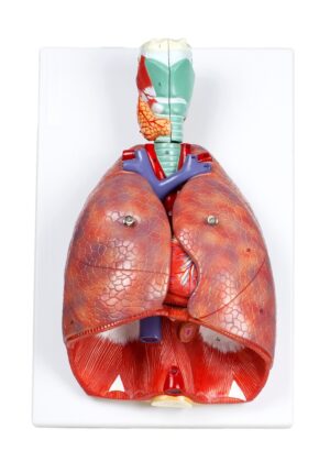Walter Human Respiratory System