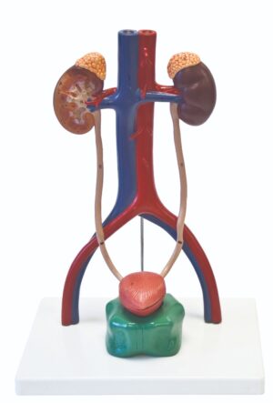 Walter Urinary System Model