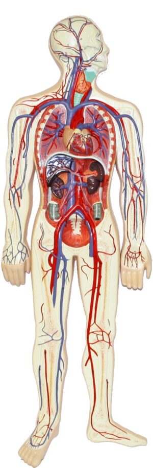 Walter Human Circulatory System