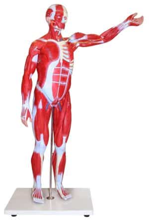 Walter Muscular Figure - 85cm, 27 Parts