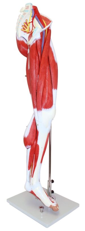 Walter Muscles of Human Leg