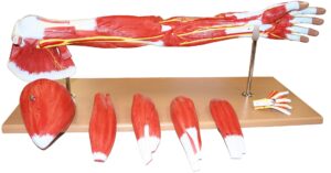 Walter Muscles of Human Arm