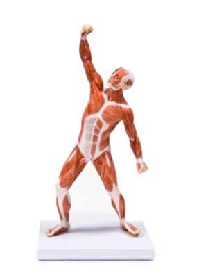 Walter Muscular Figure - 50cm