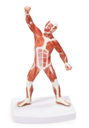 Walter Muscular Figure - 20cm