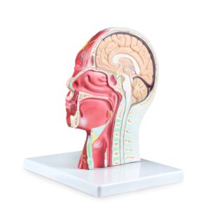 Walter Half Head w/Musculature