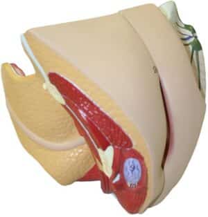 Walter Female Genital Organs