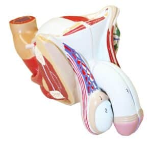 Walter Male Genital Organs