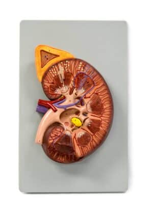 Walter Kidney Model