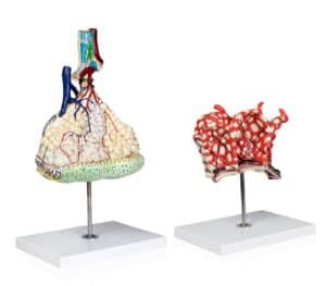 Walter Lobule and Alveolus