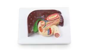 Walter Liver & Gall Bladder Relief Model