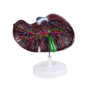 Walter Liver Model w/Network of Vessels