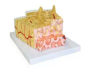 Walter Bone Structure Model