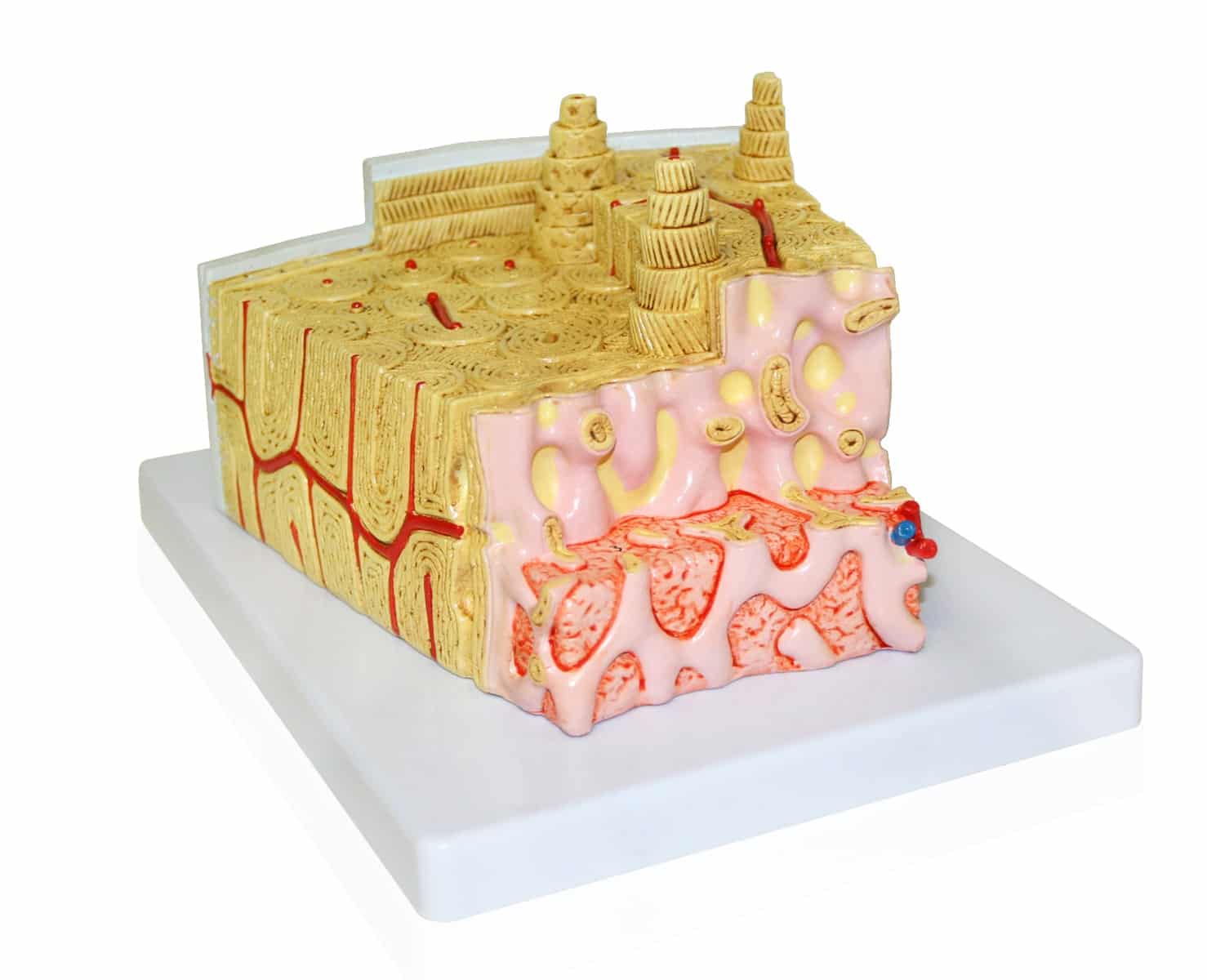 Walter Bone Structure Model