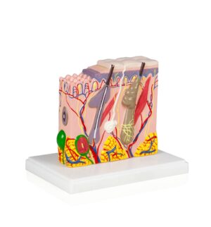 Walter Skin Model from a Human Scalp