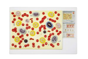 Walter Blood Cell Model