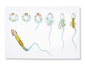 Walter Spermatogenesis Model