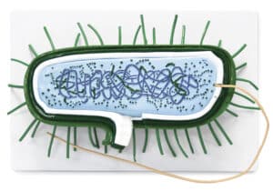 Walter Bacterial Cell Model
