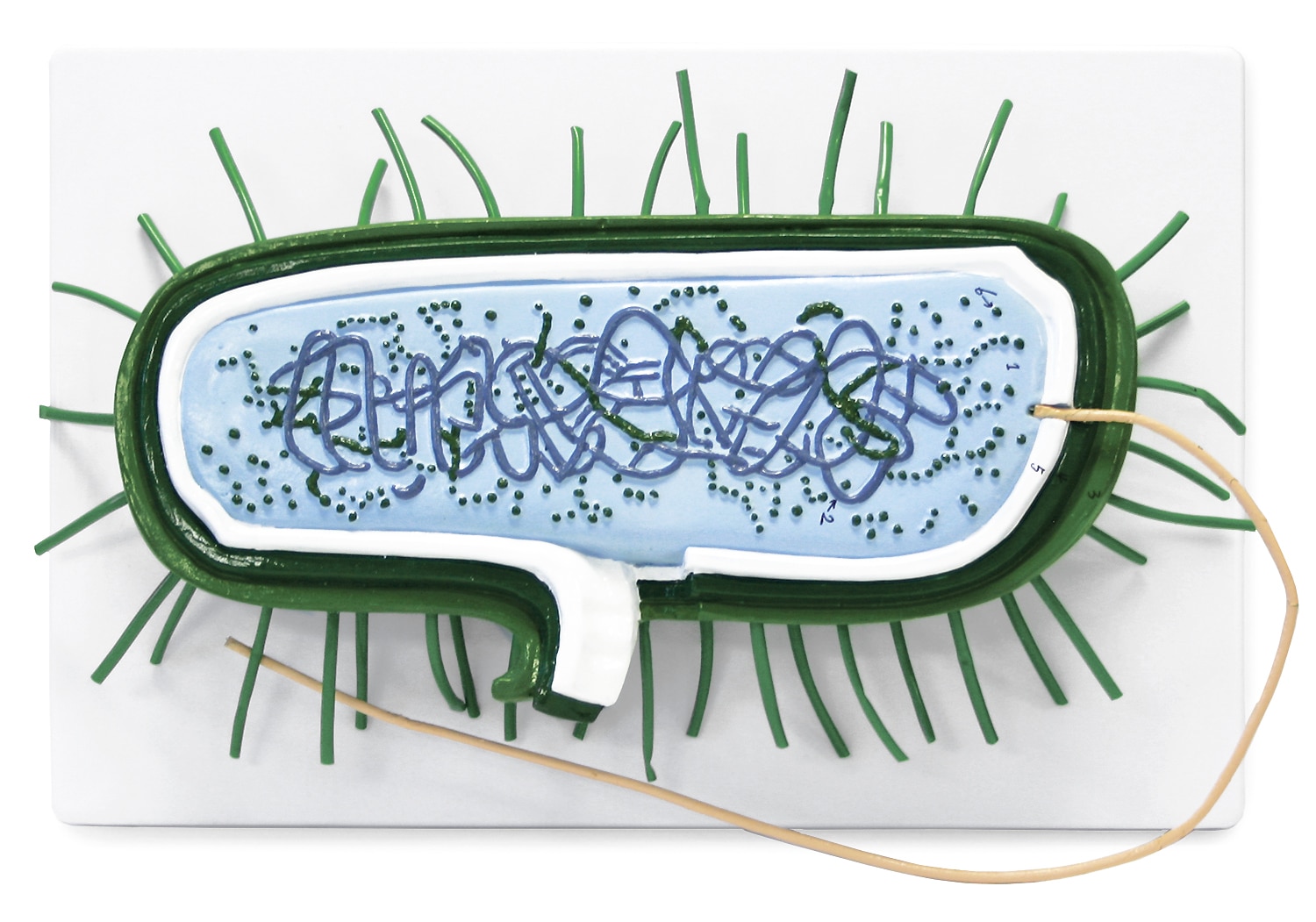 Walter Bacterial Cell Model