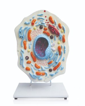 Walter Animal Cell Model