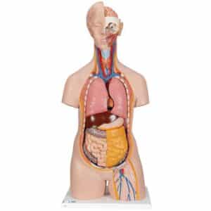 3B Classic Unisex Torso, Life-Size - 14 Parts