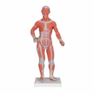3B Muscle Model, 1/3 Life-Size - 2 Parts