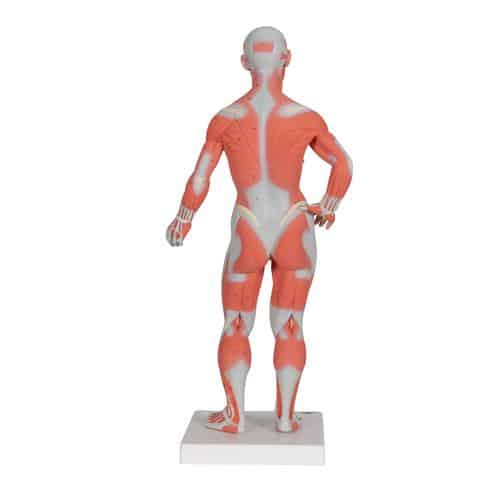 3B Muscle Model, 1/3 Life-Size - 2 Parts - Image 2