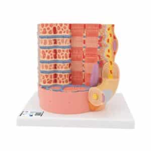 3B Microantomy Muscle Fiber