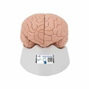 3B Brain Model, Life-Size - 4 Parts