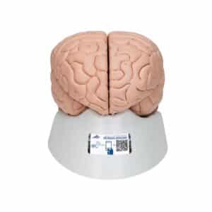 3B Brain Model, Life-Size - 8 Parts