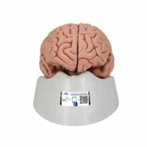 3B Classic Brain Model, Life-Size - 5 Parts