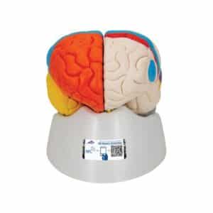 3B Neuro-Anatomical Brain, Life-Size - 8 Parts