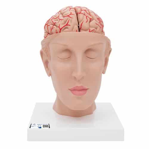 3B Brain Model w/Arteries on Base of Head - 8 Parts