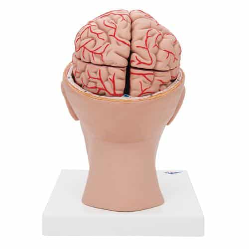 3B Brain Model w/Arteries on Base of Head - 8 Parts - Image 2