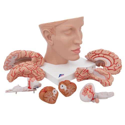 3B Brain Model w/Arteries on Base of Head - 8 Parts - Image 3