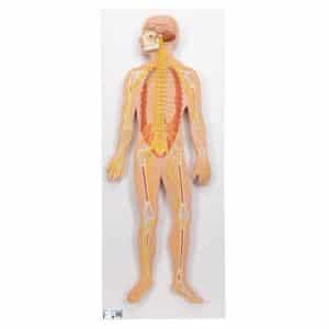 3B Nervous System, 1/2 Life-Size
