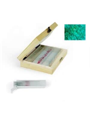 Fungi Prepared Slides