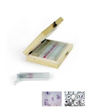 Genetics Prepared Slides