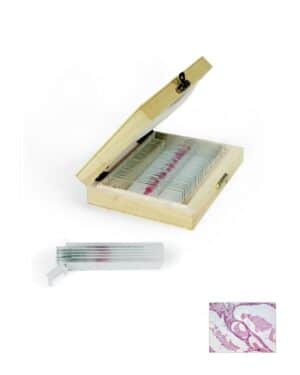 Human Pathology Prepared Slides