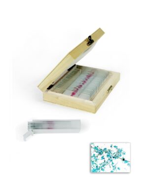 Monera Prepared Slides