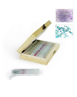 Protists Prepared Slides