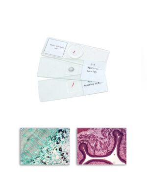 General Study Prepared Slides