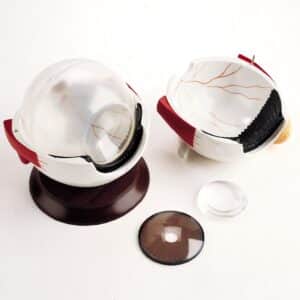 Denoyer Budget Giant Eye, 6X Life-Size - 5 Parts